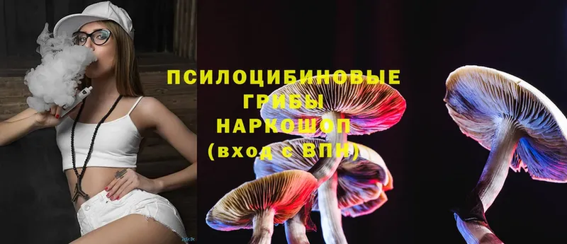 Псилоцибиновые грибы Psilocybe  Зеленоградск 